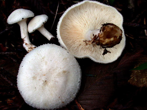 シロゲカヤタケ