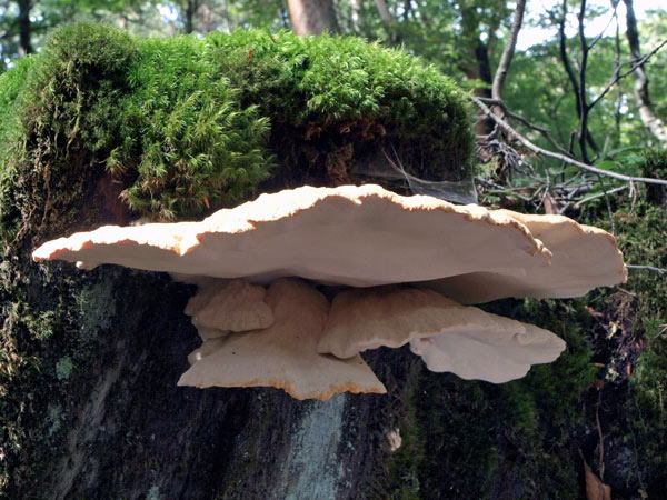 シロカイメンタケ